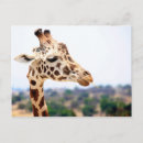 Suche nach african safari postkarten Giraffe