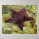 Suche nach unterwasser poster Natur
