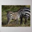 Suche nach schwarze pferde poster Tierwelt