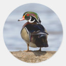 Suche nach aix aufkleber Vogel