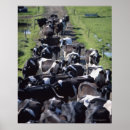 Suche nach milchkühe poster Landwirtschaft