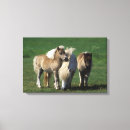 Suche nach fohlen leinwandbilder Bob