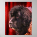 Suche nach hundegesichter poster Niedlich