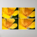 Suche nach poppy poster Orange