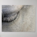 Suche nach pferdeauge Fotografie