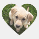 Suche nach gelber labrador aufkleber Niedlicher welpe