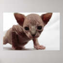 Suche nach sphynx poster Katze