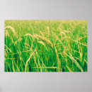 Suche nach reisfelder poster Landwirtschaft