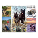 Suche nach schäfer kalender Welpen