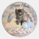 Suche nach foto bastel zubehör Katze