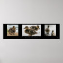 Suche nach entlein poster Vogelvogel