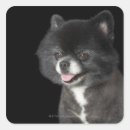 Suche nach linke aufkleber Hunde