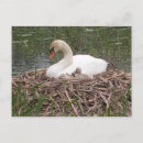 Suche nach sie sind stumm postkarten Schwan
