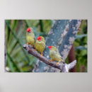 Suche nach bunte vögel poster Grün