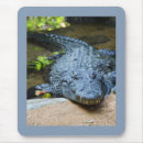 Suche nach krokodil mousepads Reptil