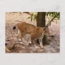 Suche nach luchs postkarten Große katze