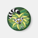 Suche nach primate magnete Madagaskar