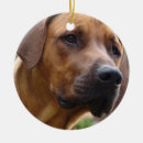 Suche nach rhodesian ridgeback hund ornamente Hunde