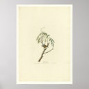 Suche nach amerikanischer vogel poster Vögel