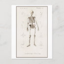 Suche nach menschliche knochen postkarten Vintag