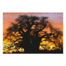Suche nach baobab poster Sonnenuntergang