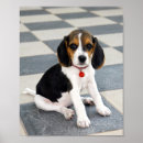 Suche nach niedlicher beagle poster Foto