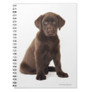 Suche nach schokolade labrador Niedlich