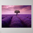 Suche nach lavendelfeld poster Sommer