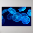 Suche nach jellyfish poster Fotografie