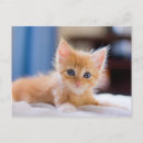 Suche nach auge postkarten Fotografie