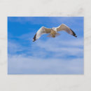 Suche nach vögel im flug postkarten Fliegend