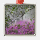 Suche nach magnolienbaum Blume