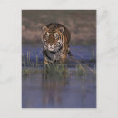 Suche nach fleisch fressendes tier postkarten Säugetier