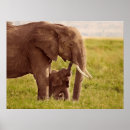 Suche nach baby elephant poster Niedlich