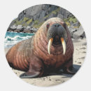 Suche nach walross aufkleber Ozean