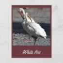 Suche nach ibises postkarten White ibis
