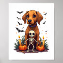 Suche nach vizsla hund poster Tier