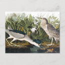 Suche nach john audubon postkarten Amerikanische vögel