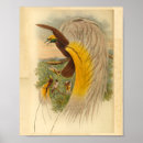 Suche nach gelbe vögel poster Vogel