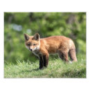 Suche nach roter fuchs poster Wild lebende tiere