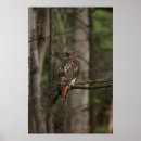 Suche nach hawk poster Flight