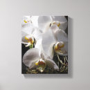 Suche nach weiße orchideen leinwandbilder Tropisch