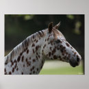 Suche nach appaloosa poster Kopfschuss