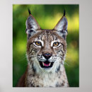 Suche nach luchs poster Wild