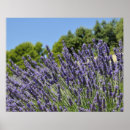 Suche nach provence poster Lila