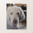 Suche nach cute puzzle Haustier