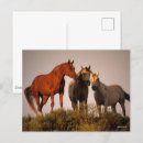 Suche nach drei pferde postkarten Arab