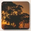 Suche nach african untersetzer Natur
