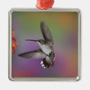 Suche nach nektar ornamente Kolibri