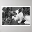 Suche nach katzengeschenke poster Katzenposter